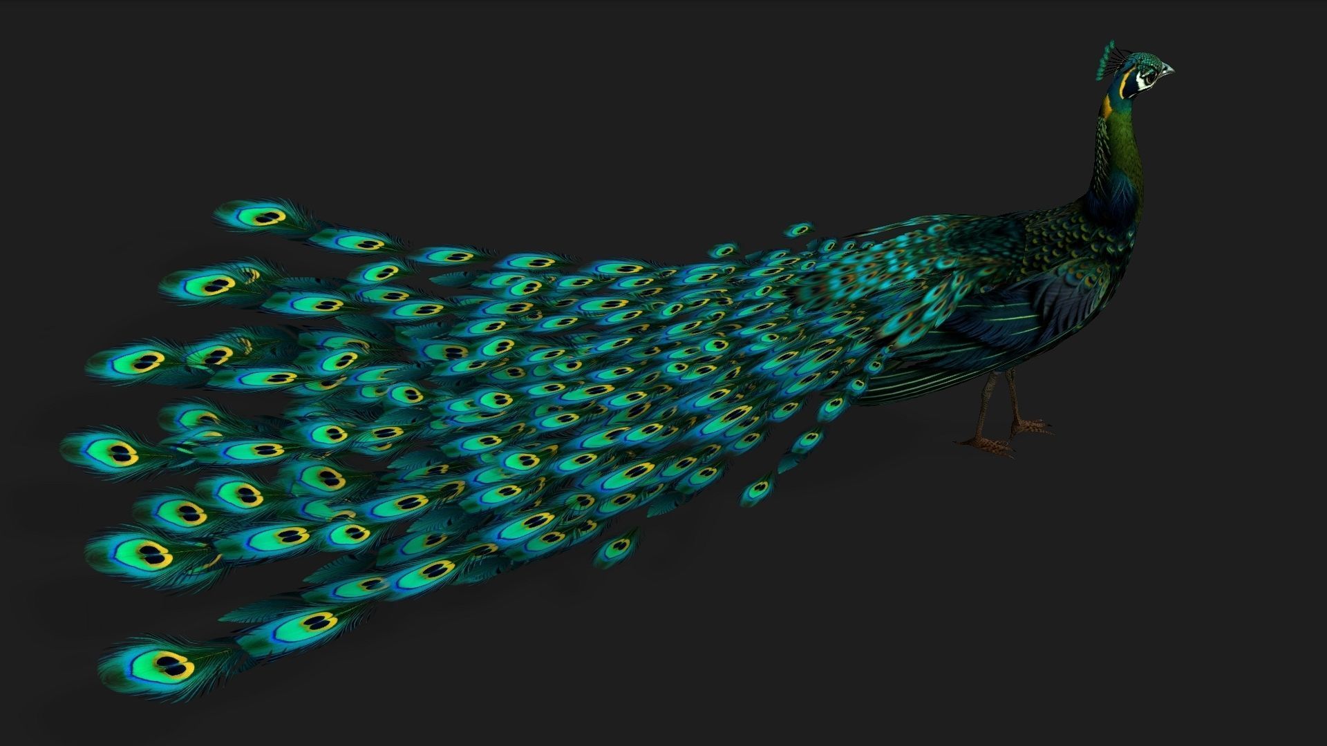 Peacock Black-A3 3D model_10