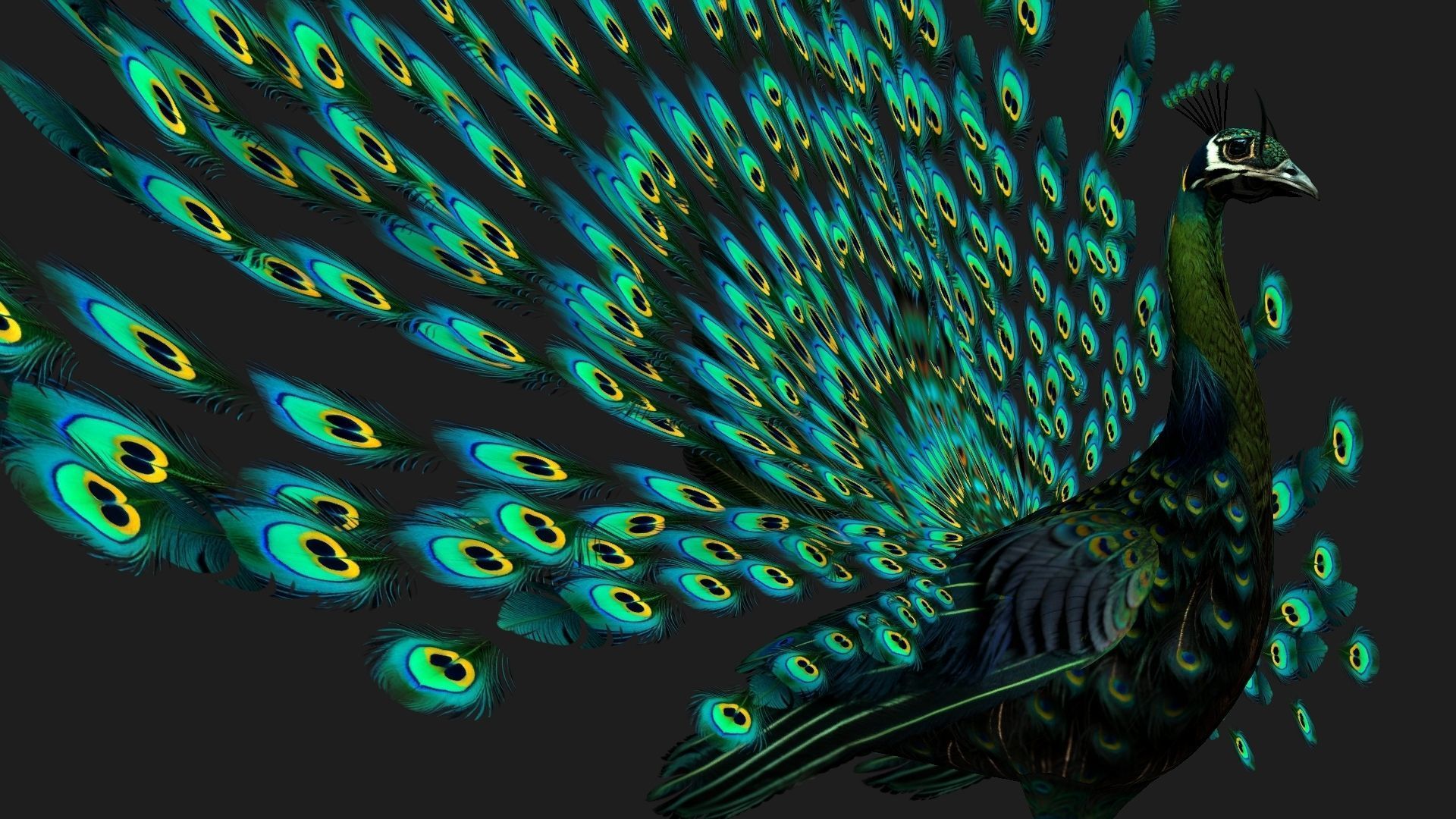 Peacock Black-A3 3D model_3