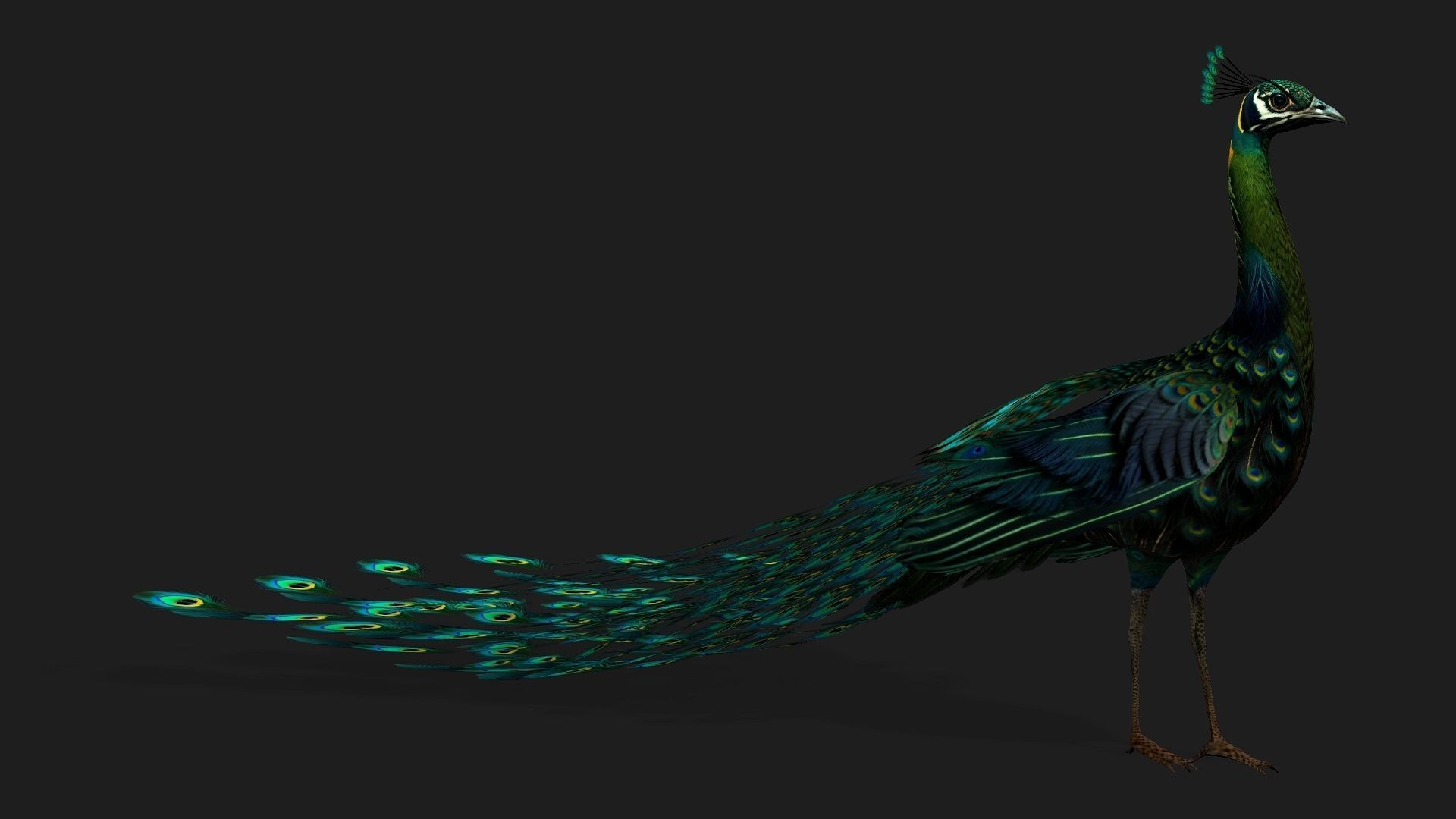 Peacock Black-A3 3D model_2