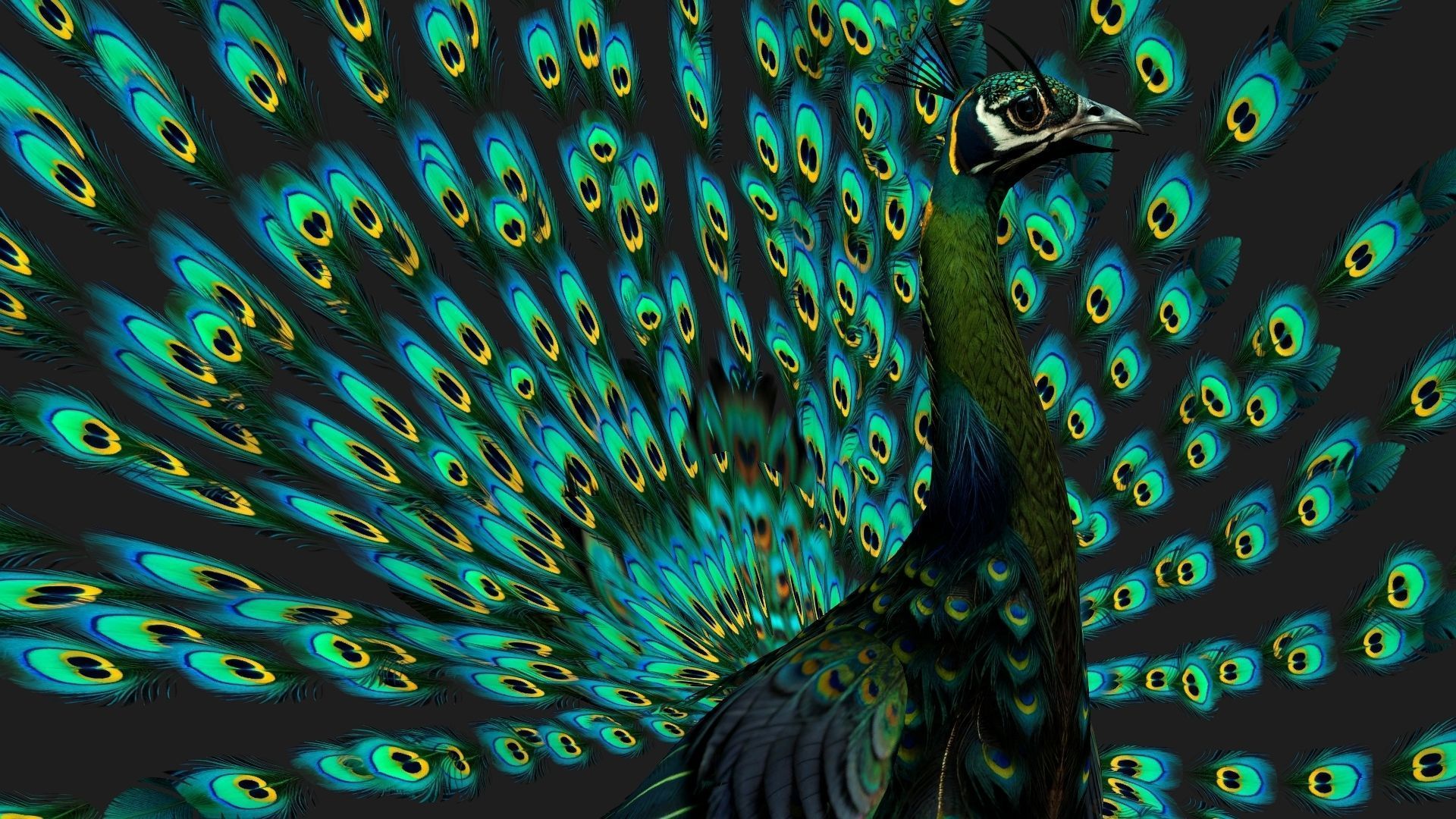 Peacock Black-A3 3D model_4
