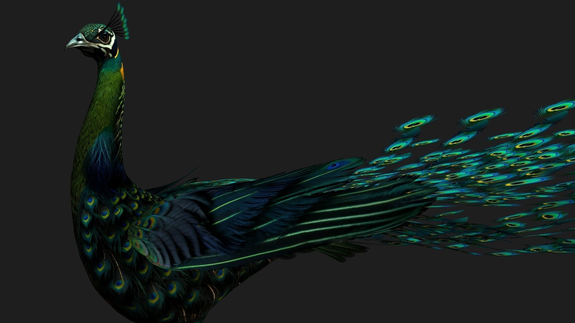 Peacock Black-A3 3D model_6