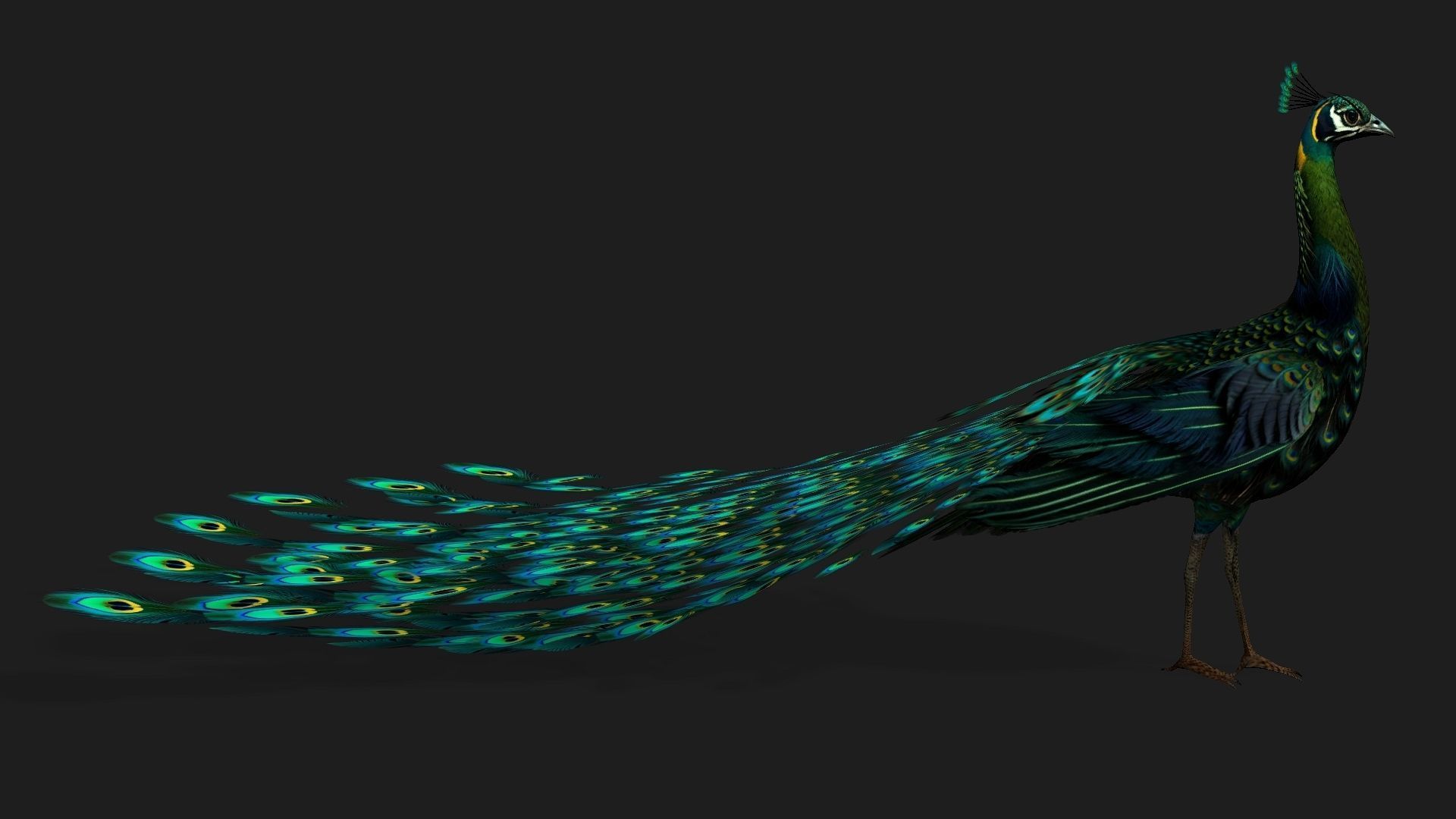 Peacock Black-A3 3D model_9