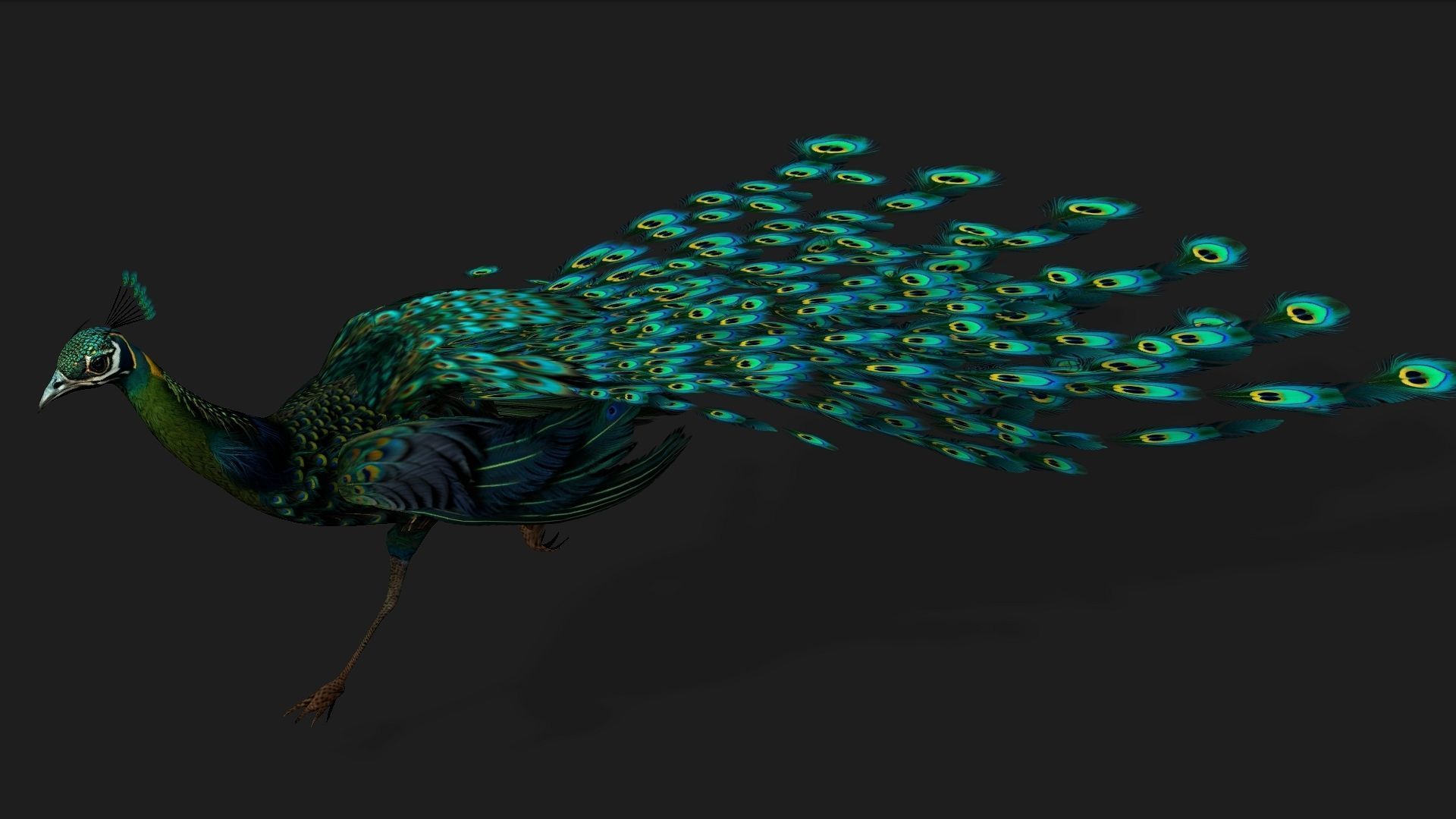 Peacock Black-A3 3D model_8