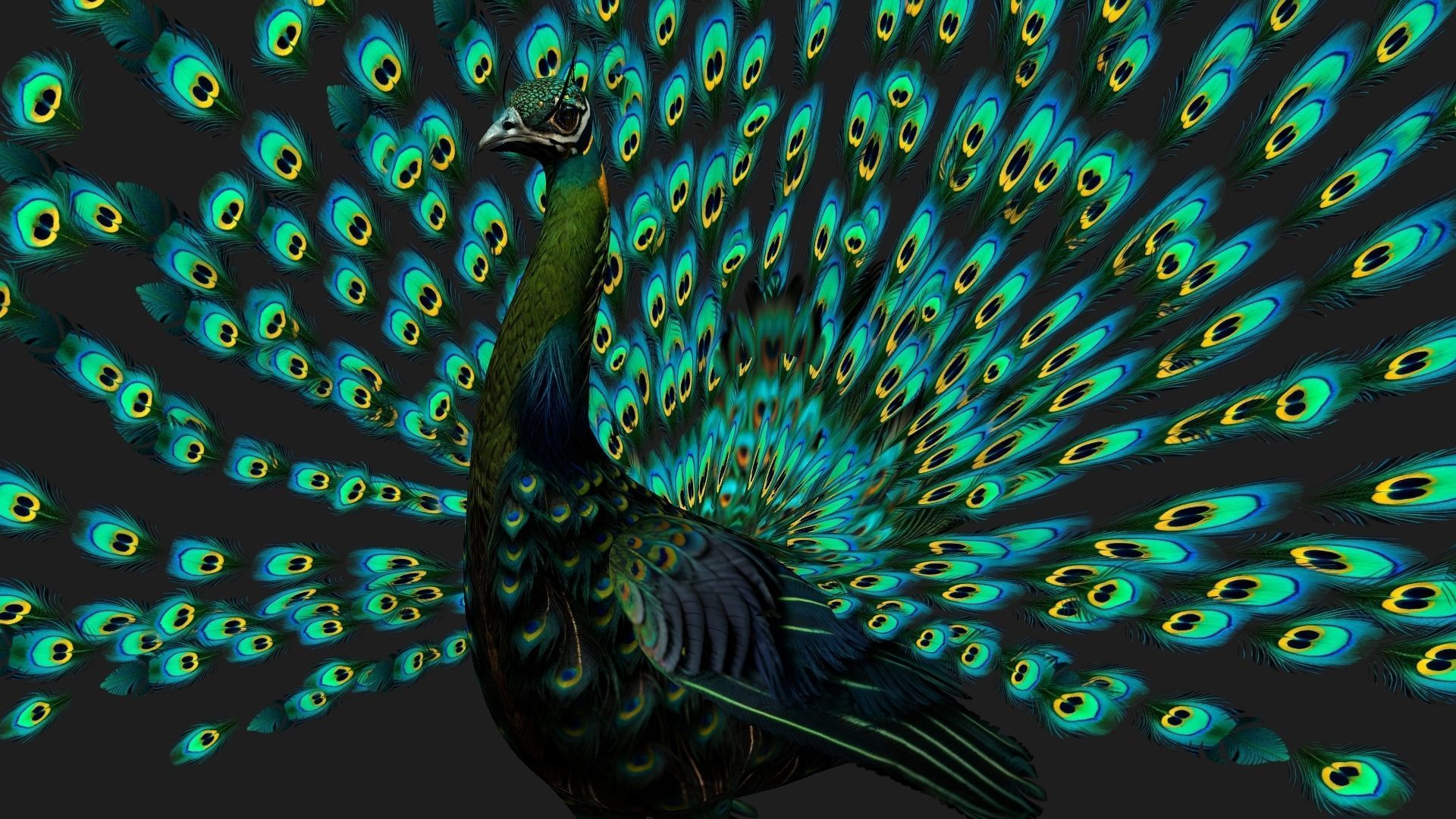 Peacock Black-A3 3D model_16