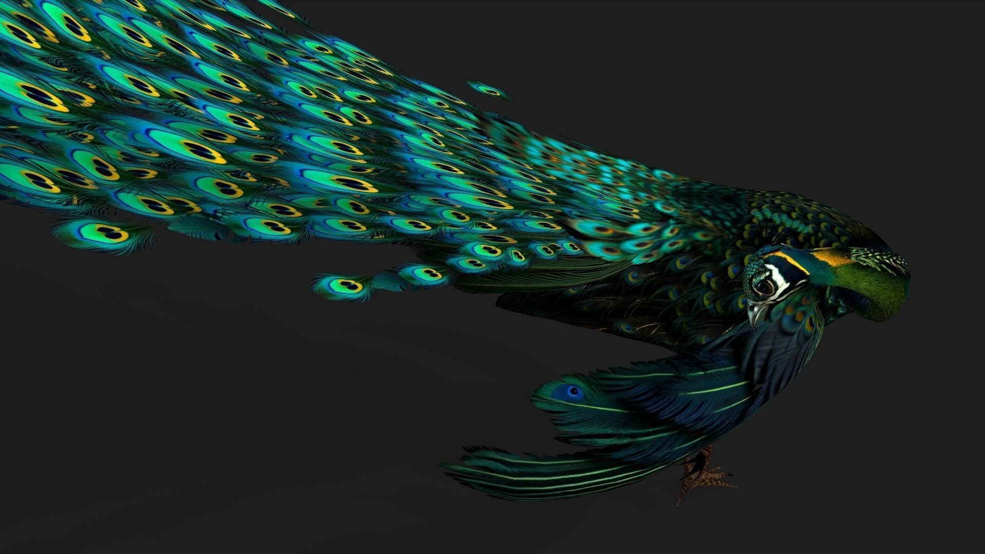Peacock Black-A3 3D model_14