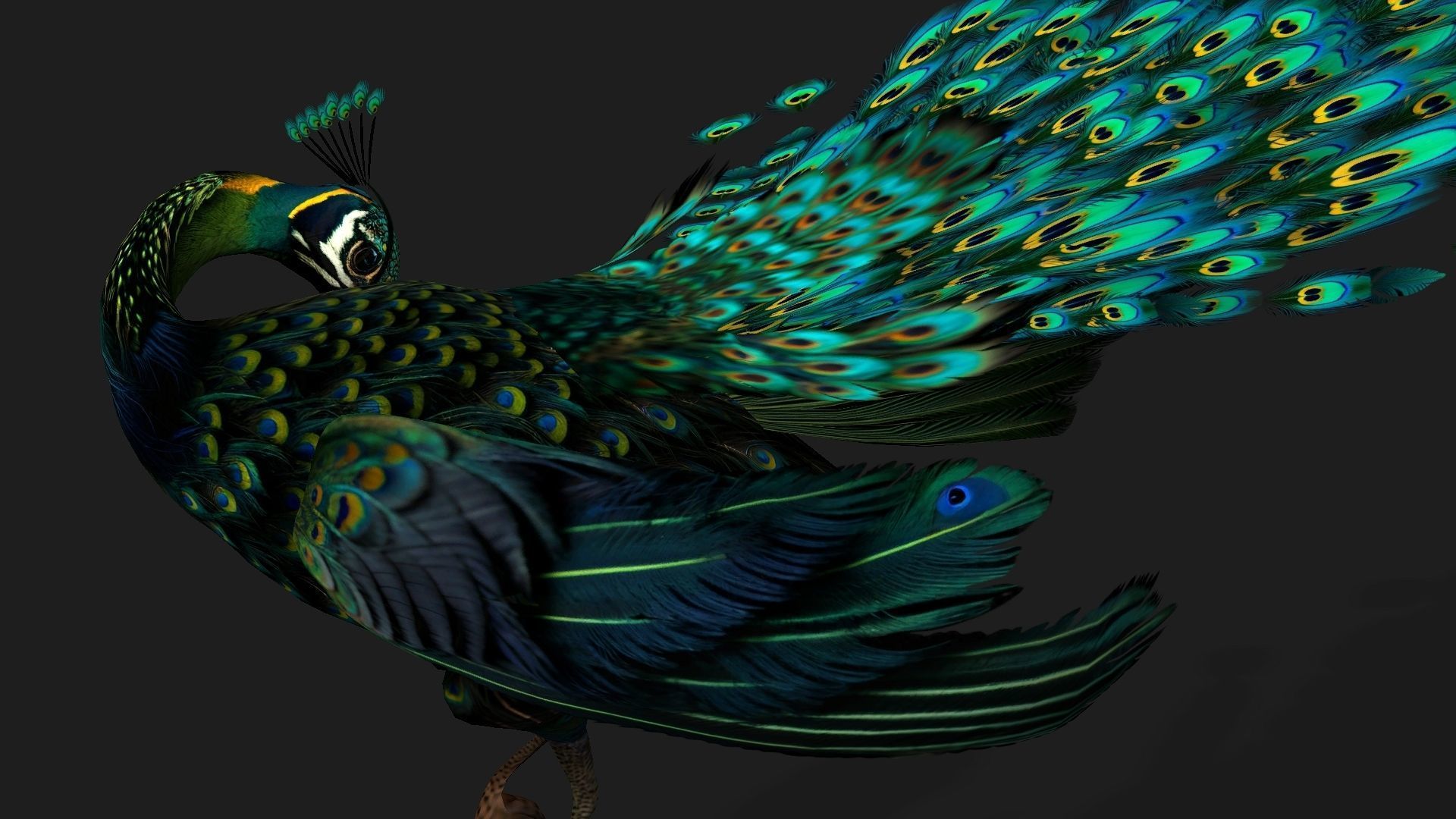Peacock Black-A3 3D model_13