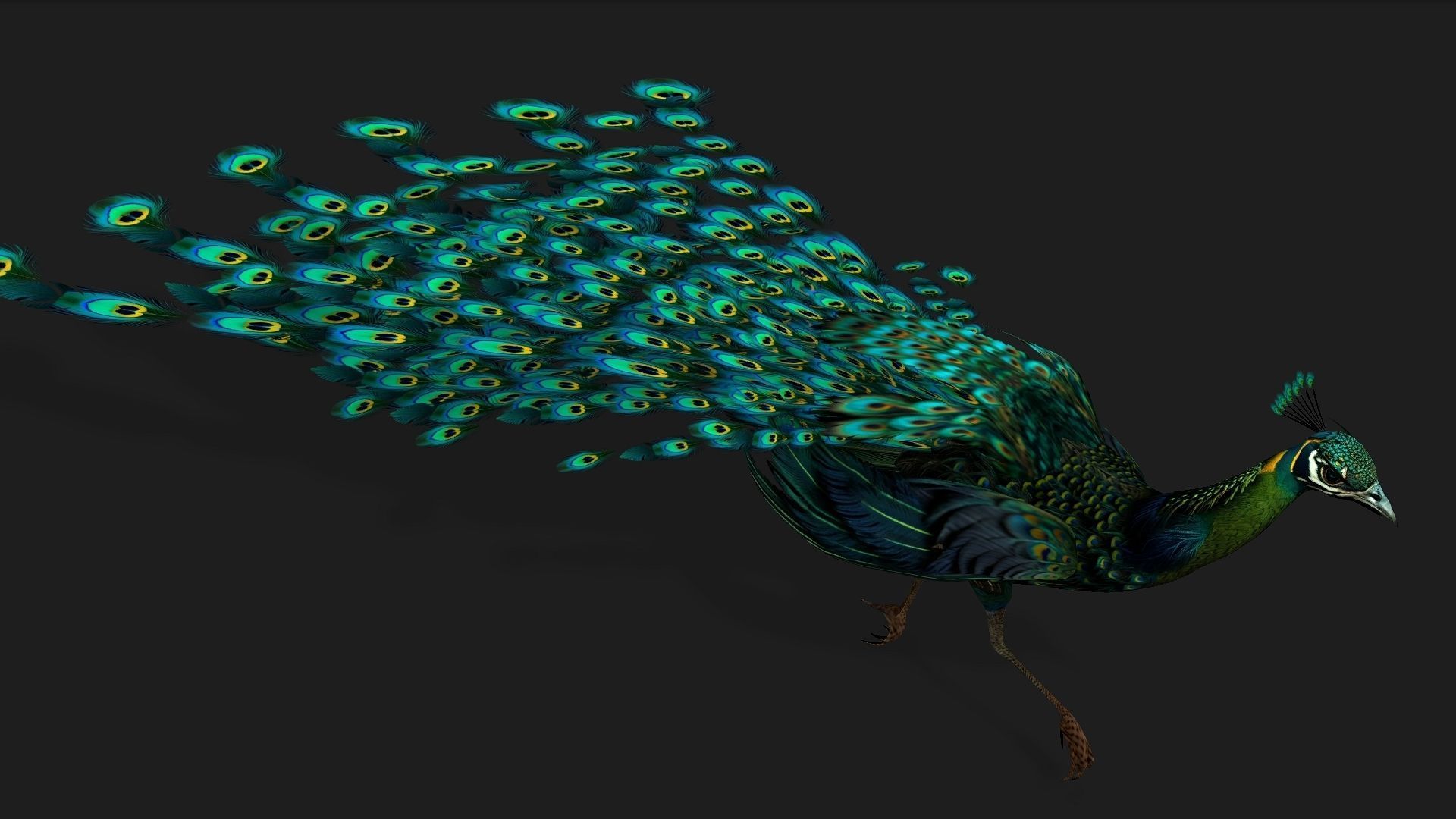 Peacock Black-A3 3D model_7