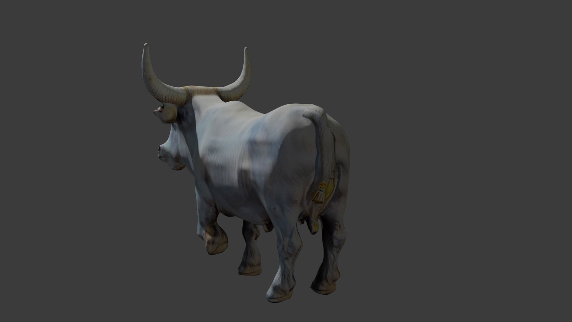 pakistani rajistan long horn white bull 3d model Free low-poly 3D model_2