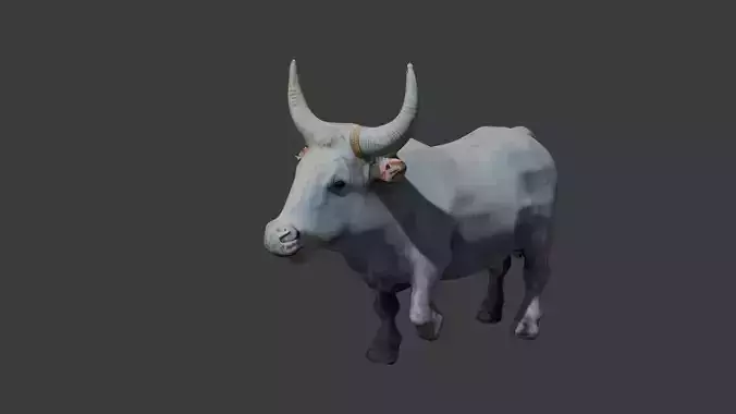 pakistani rajistan long horn white bull 3d model Free low-poly 3D model