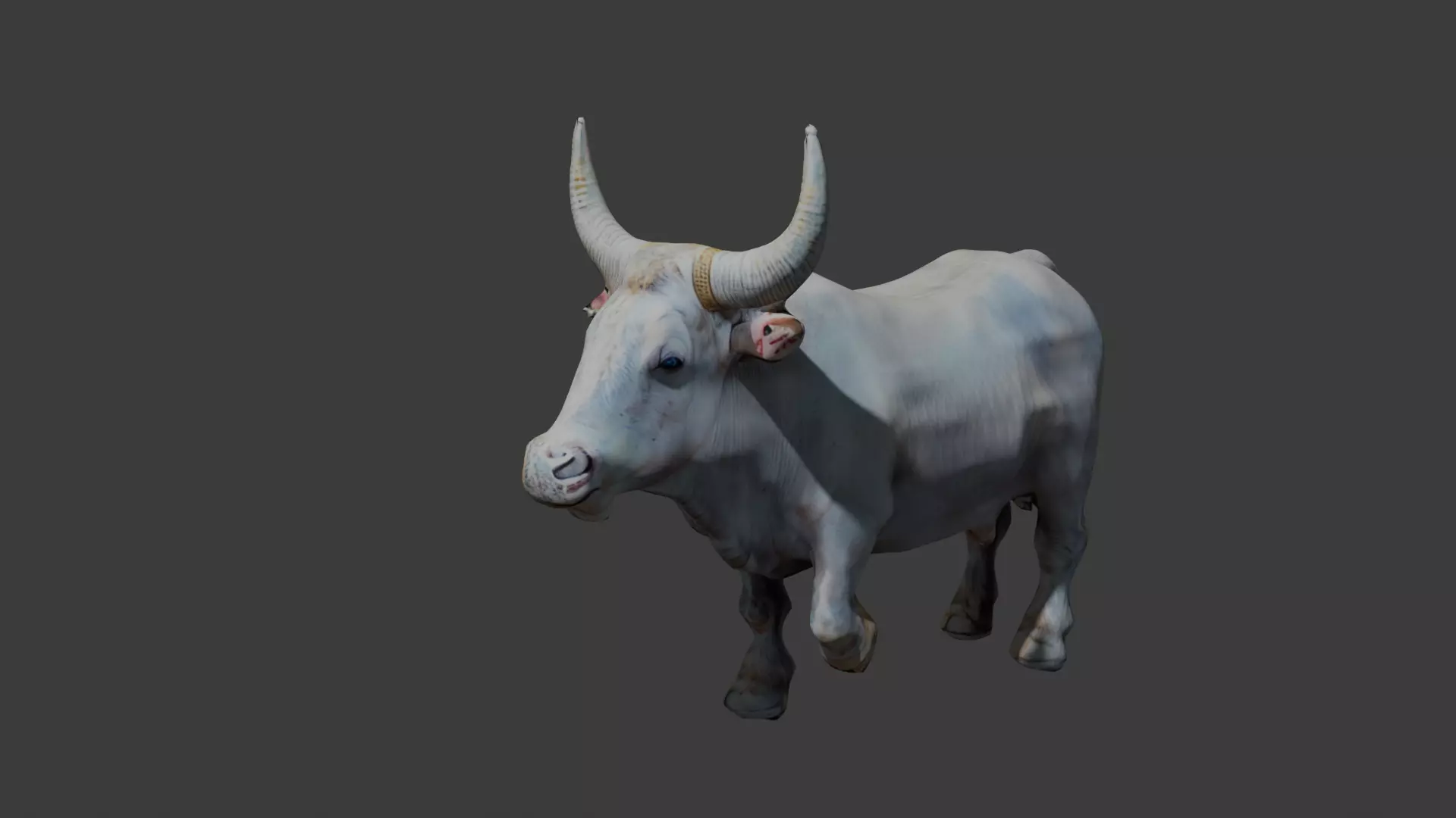 pakistani rajistan long horn white bull 3d model Free low-poly 3D model_0