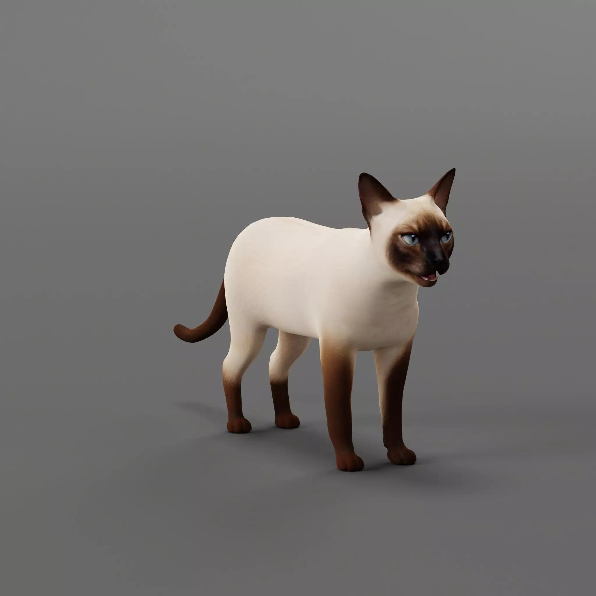 Siamese Cat Low-poly 3D model