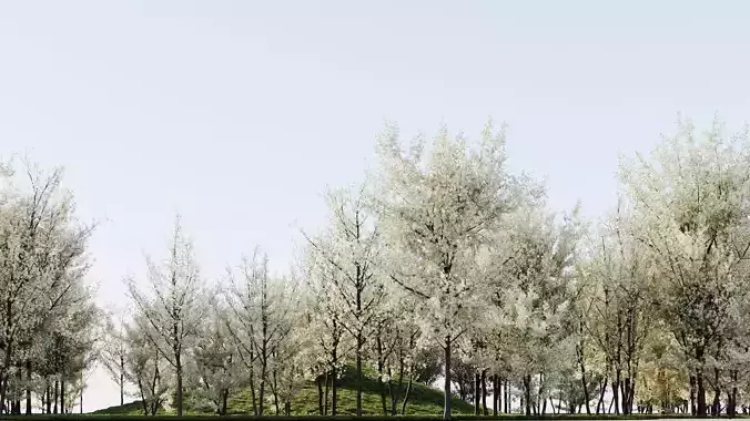 Prunus spinosa d 3D model