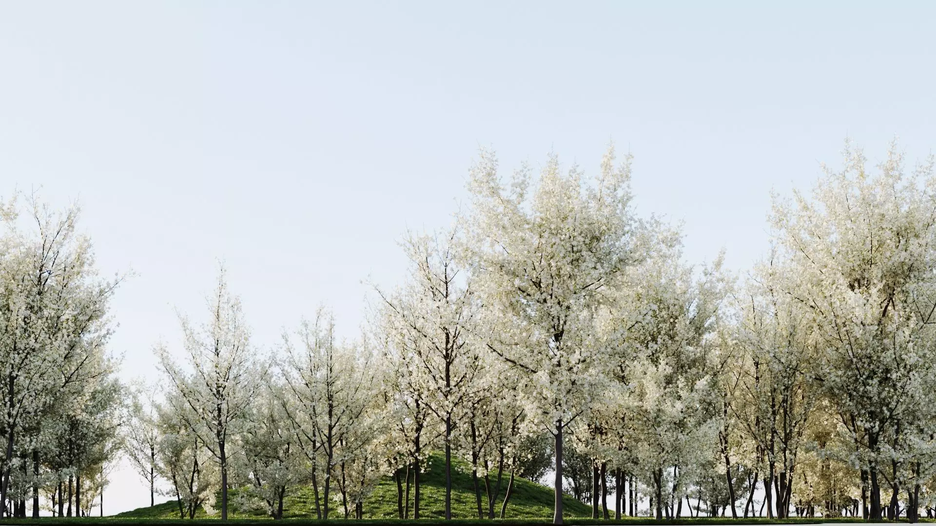 Prunus spinosa d 3D model_0