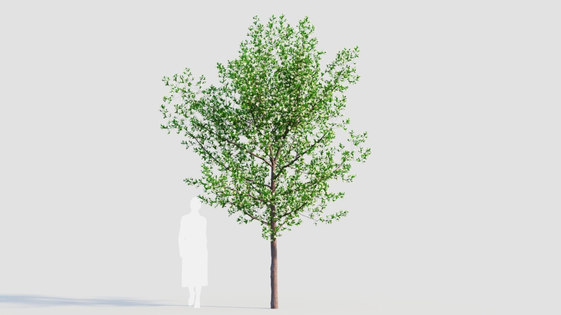Prunus spinosa d 3D model_6