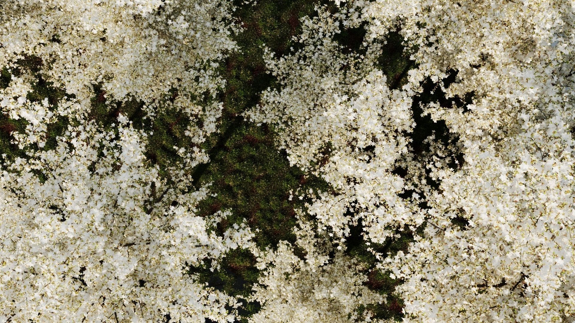 Prunus spinosa d 3D model_1