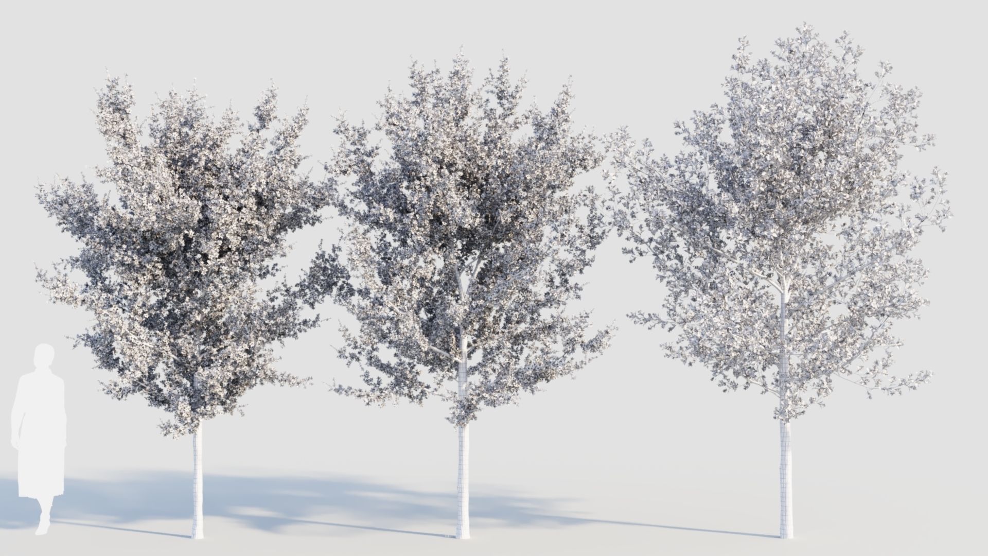 Prunus spinosa d 3D model_10