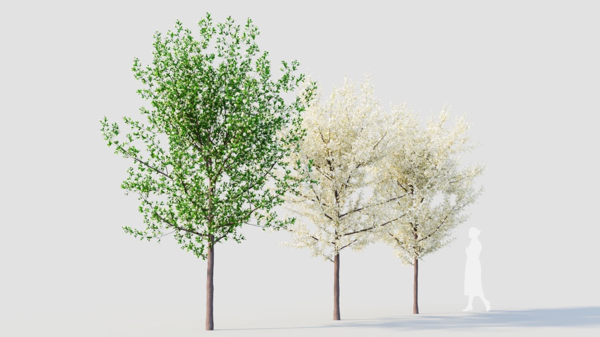 Prunus spinosa d 3D model_2