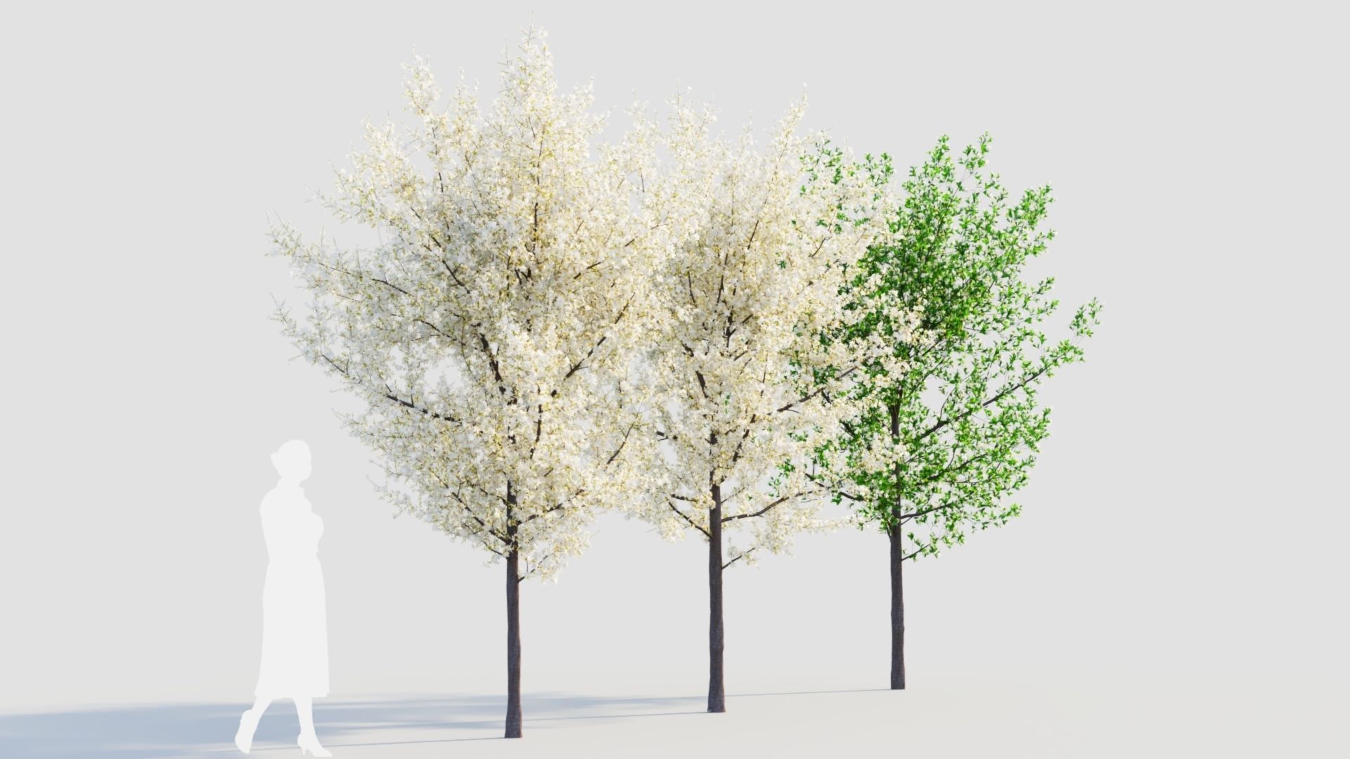 Prunus spinosa d 3D model_8