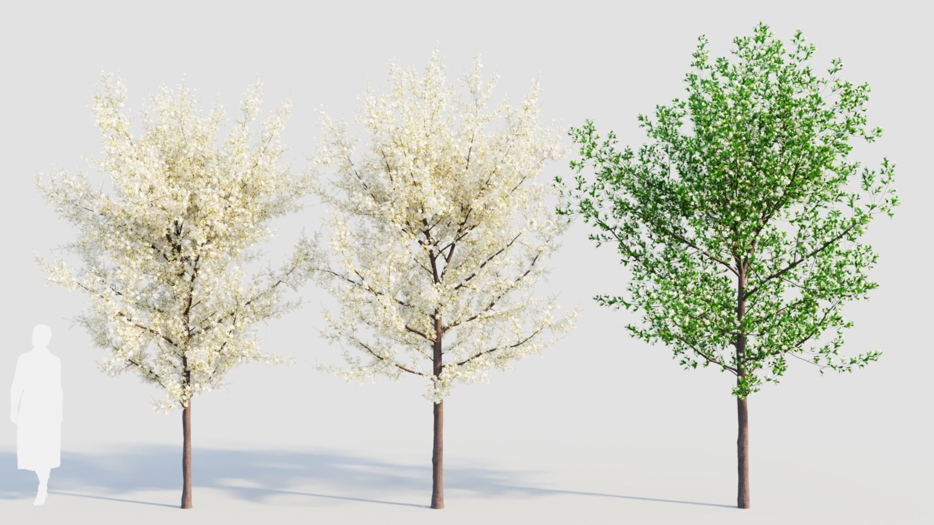 Prunus spinosa d 3D model_3