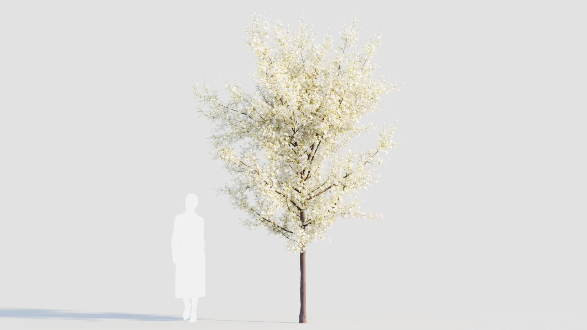Prunus spinosa d 3D model_7