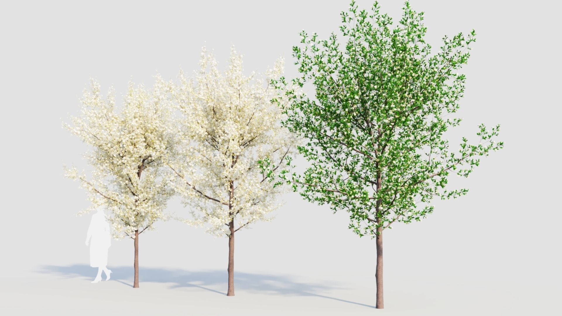 Prunus spinosa d 3D model_9
