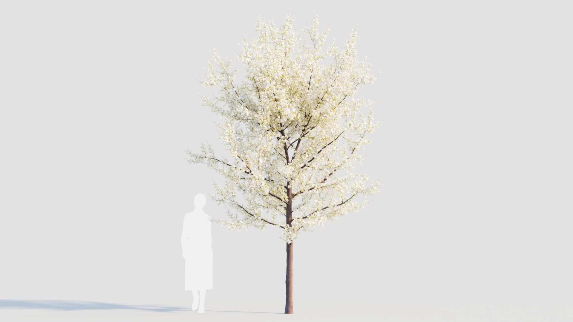 Prunus spinosa d 3D model_4