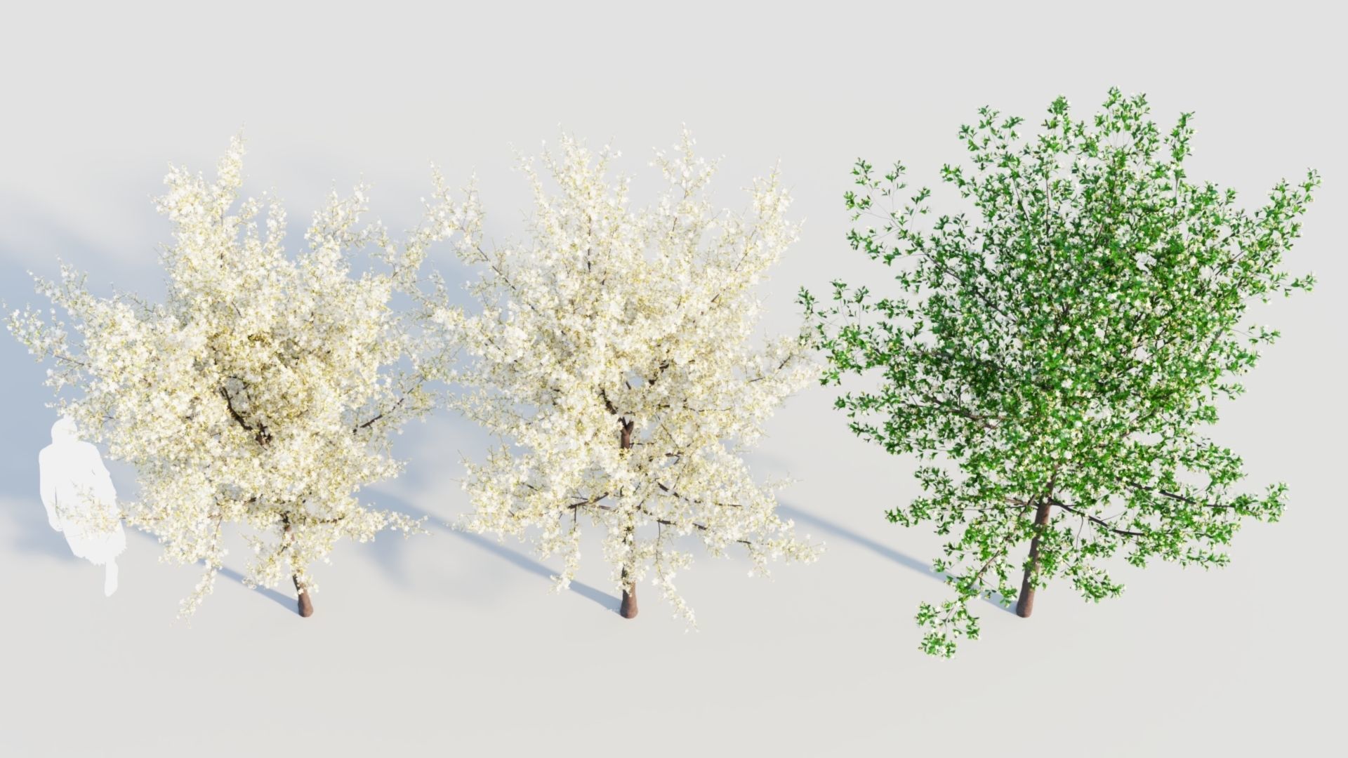 Prunus spinosa d 3D model_5