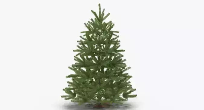 Fir Tree