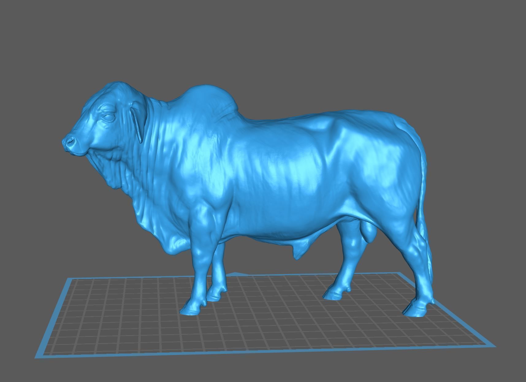 Zebu Brahman cow bull realistic model for printing 3D print model_11