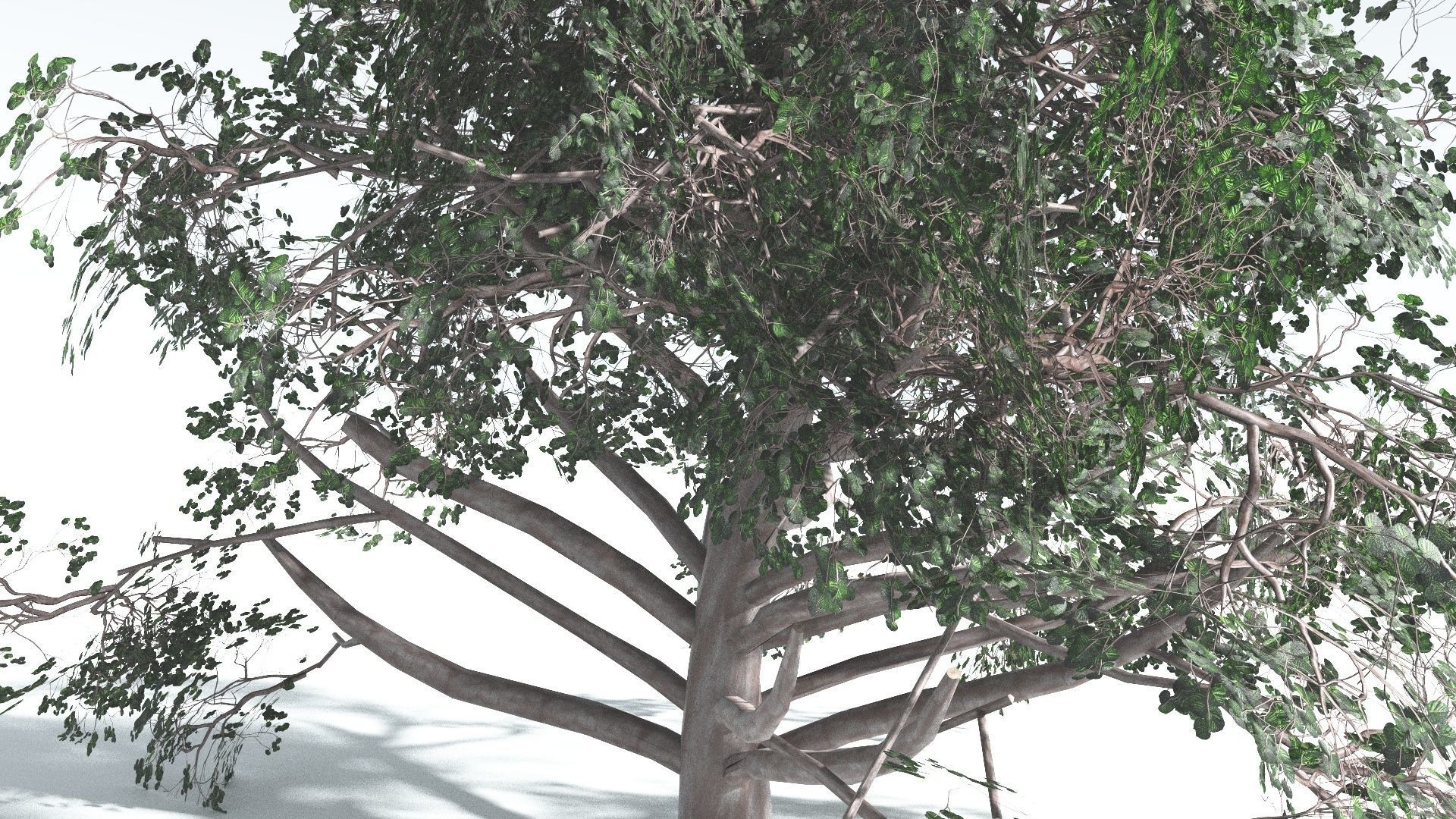 EVERYPlant Portia Tree 3 --14 Models-- 3D model_26