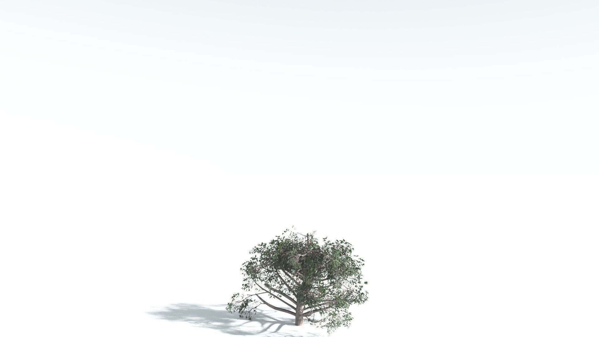 EVERYPlant Portia Tree 3 --14 Models-- 3D model_25