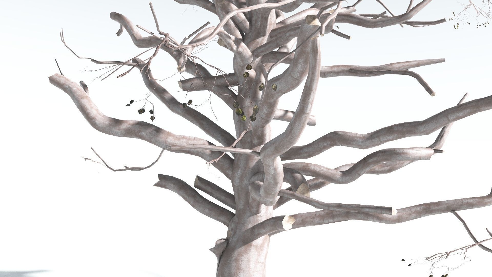 EVERYPlant Portia Tree 3 --14 Models-- 3D model_18