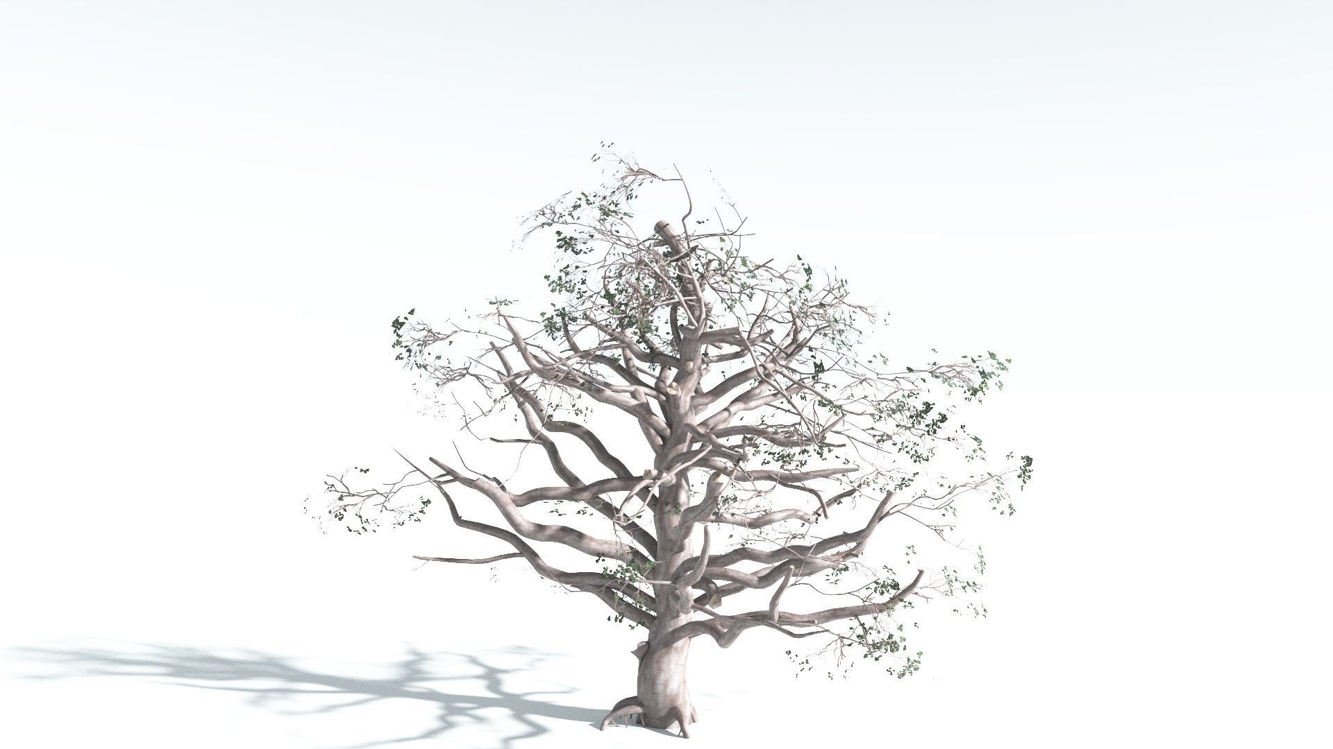 EVERYPlant Portia Tree 3 --14 Models-- 3D model_15