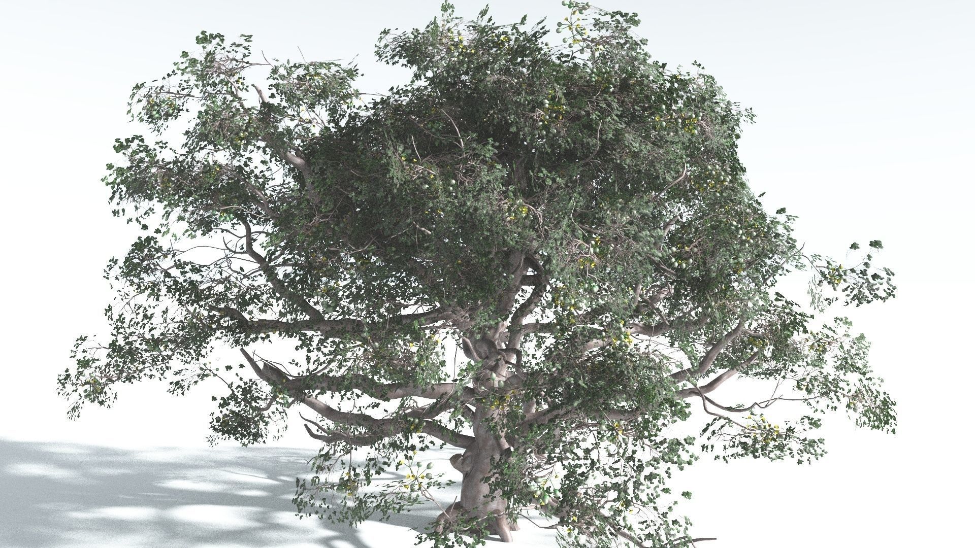 EVERYPlant Portia Tree 3 --14 Models-- 3D model_21