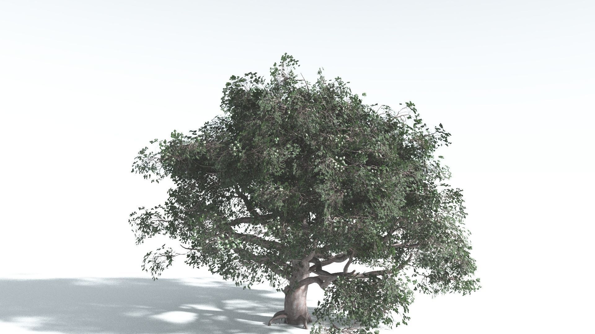 EVERYPlant Portia Tree 3 --14 Models-- 3D model_9