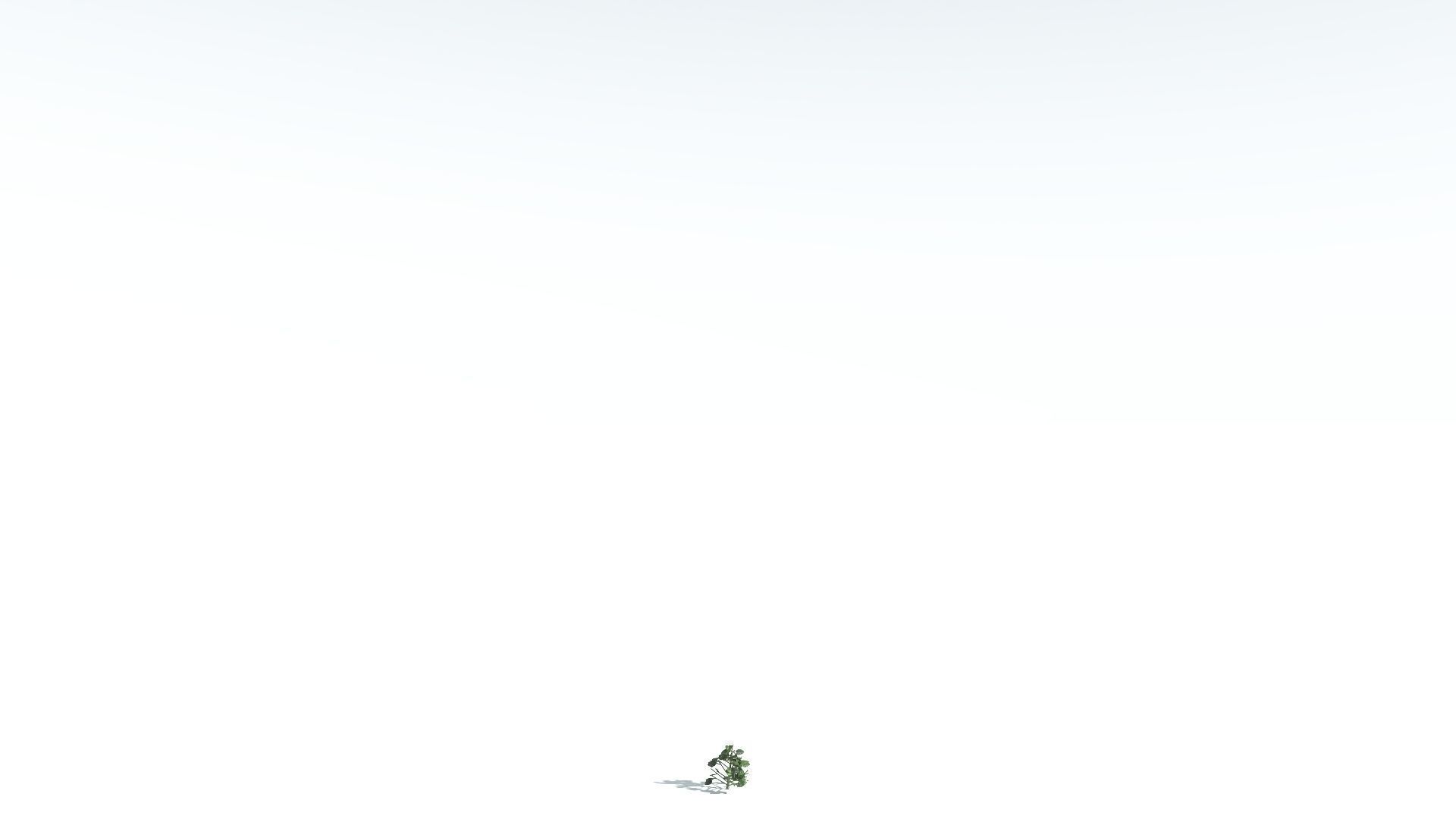 EVERYPlant Portia Tree 3 --14 Models-- 3D model_27