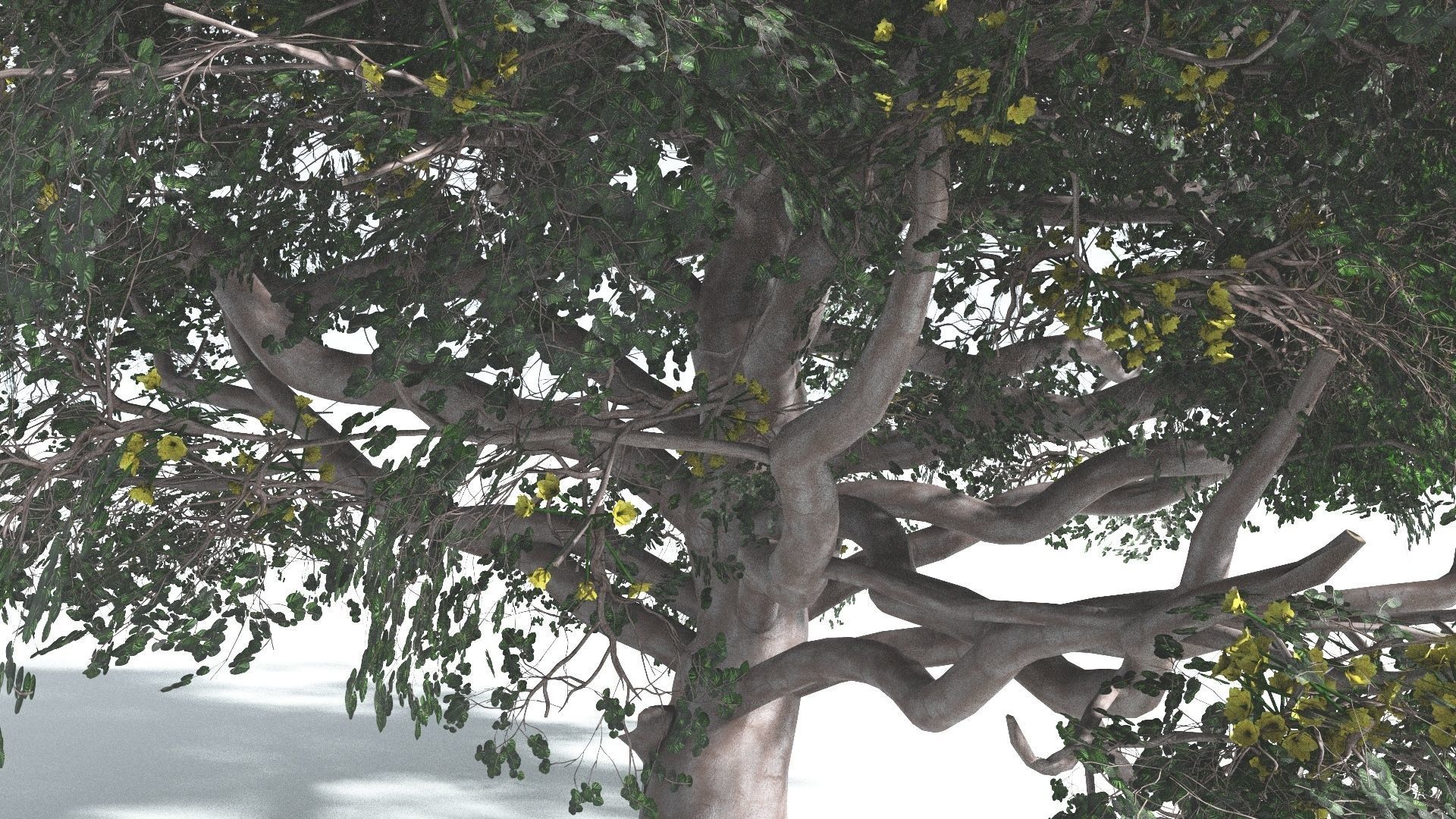 EVERYPlant Portia Tree 3 --14 Models-- 3D model_8