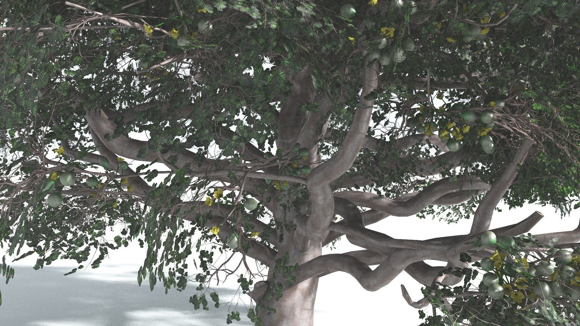 EVERYPlant Portia Tree 3 --14 Models-- 3D model_6