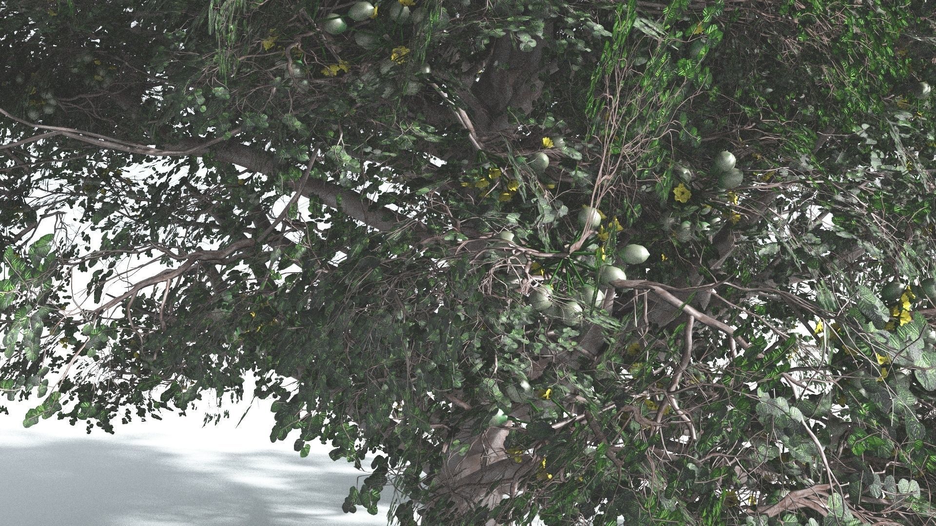 EVERYPlant Portia Tree 3 --14 Models-- 3D model_24