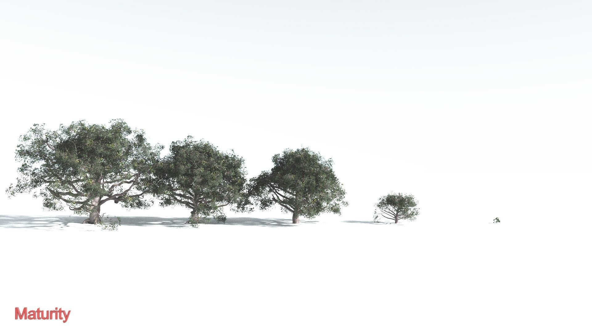 EVERYPlant Portia Tree 3 --14 Models-- 3D model_3