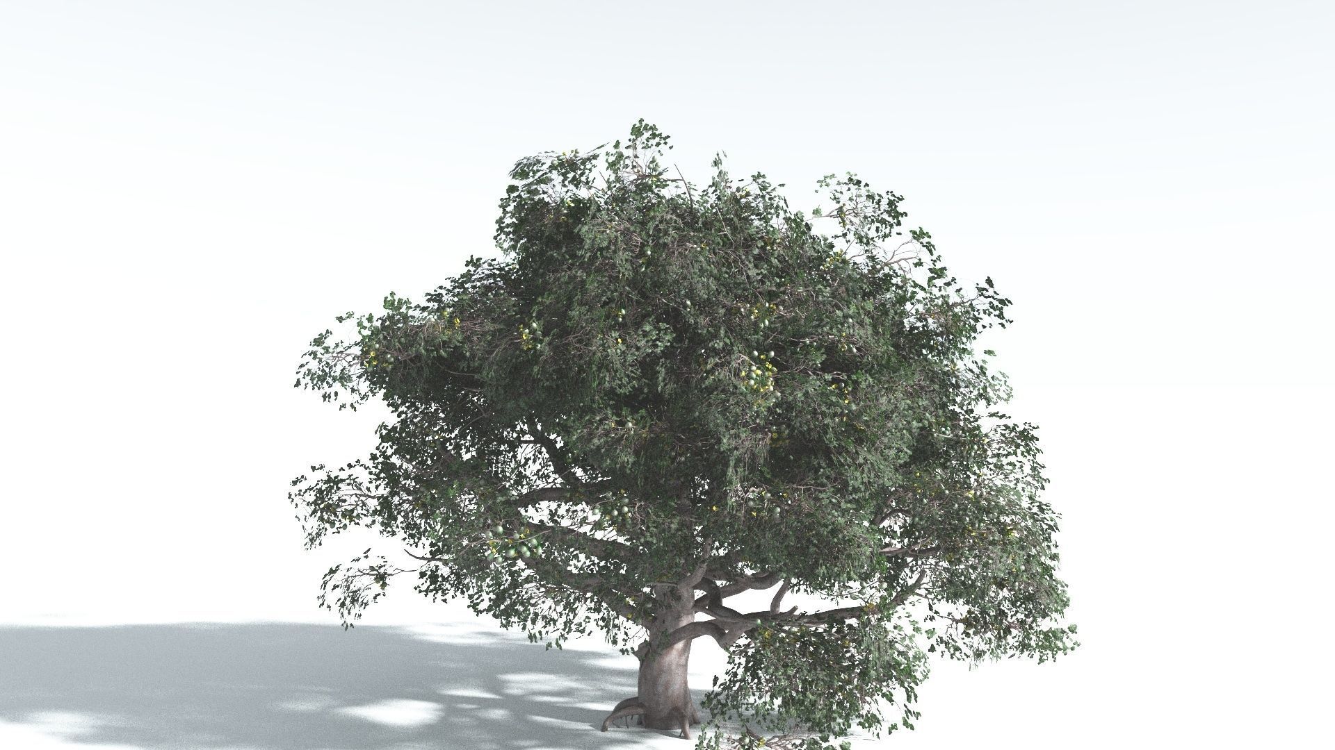 EVERYPlant Portia Tree 3 --14 Models-- 3D model_11