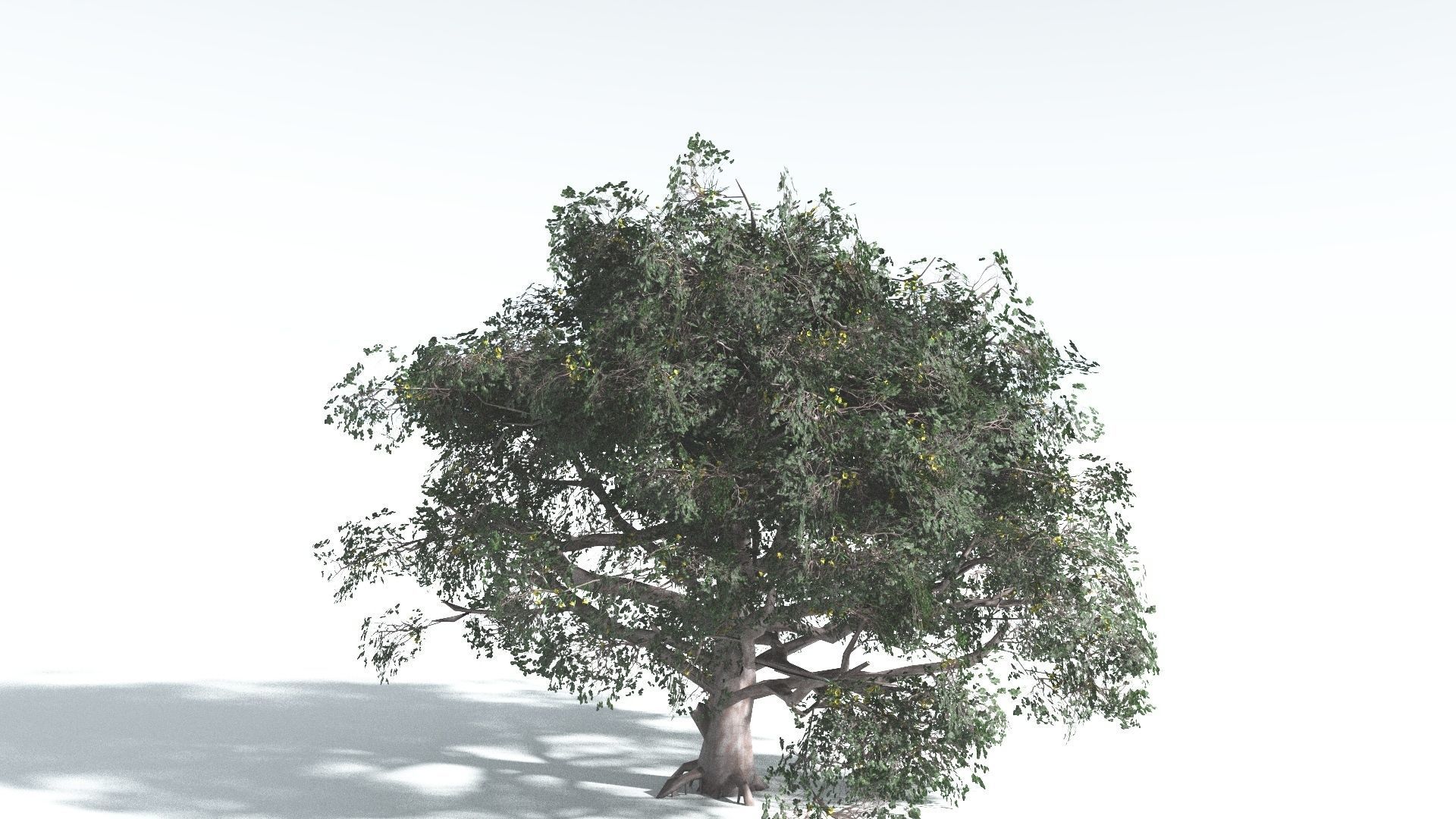 EVERYPlant Portia Tree 3 --14 Models-- 3D model_29