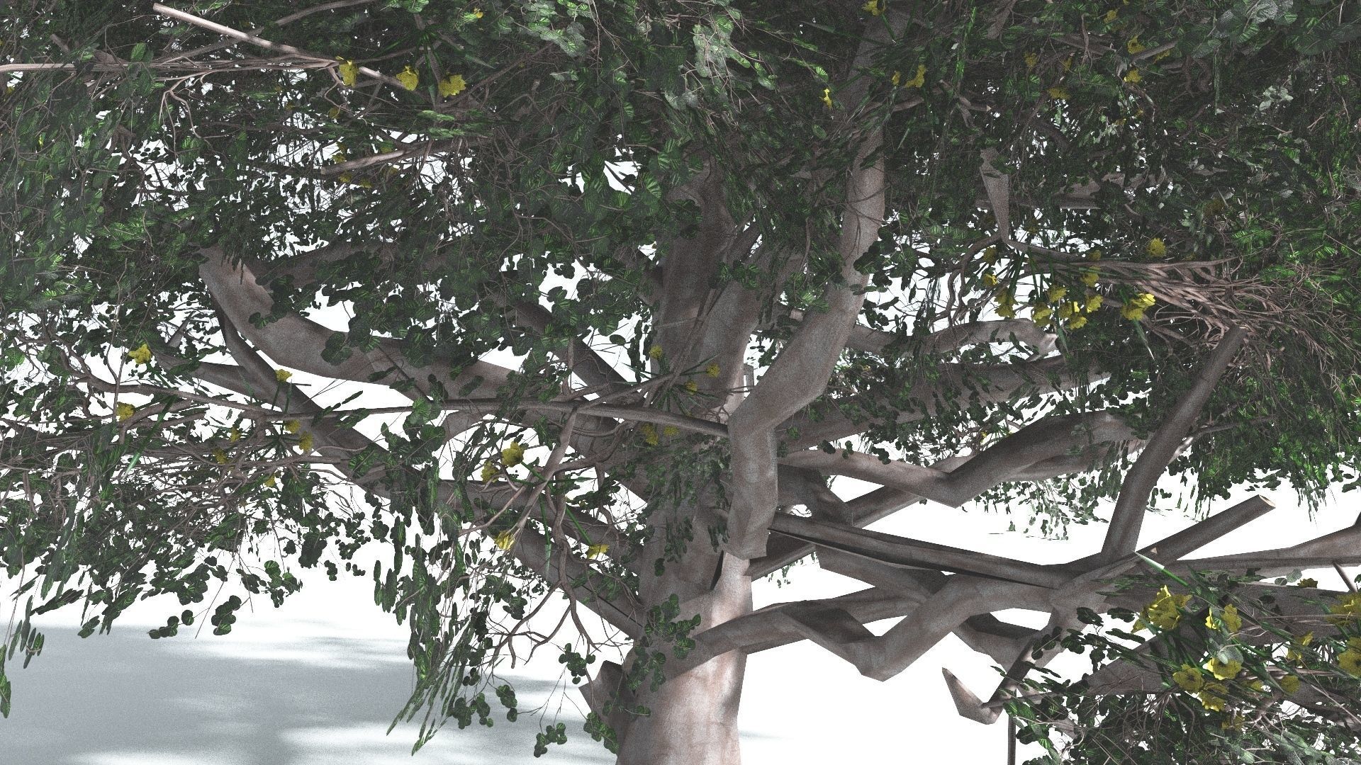 EVERYPlant Portia Tree 3 --14 Models-- 3D model_30