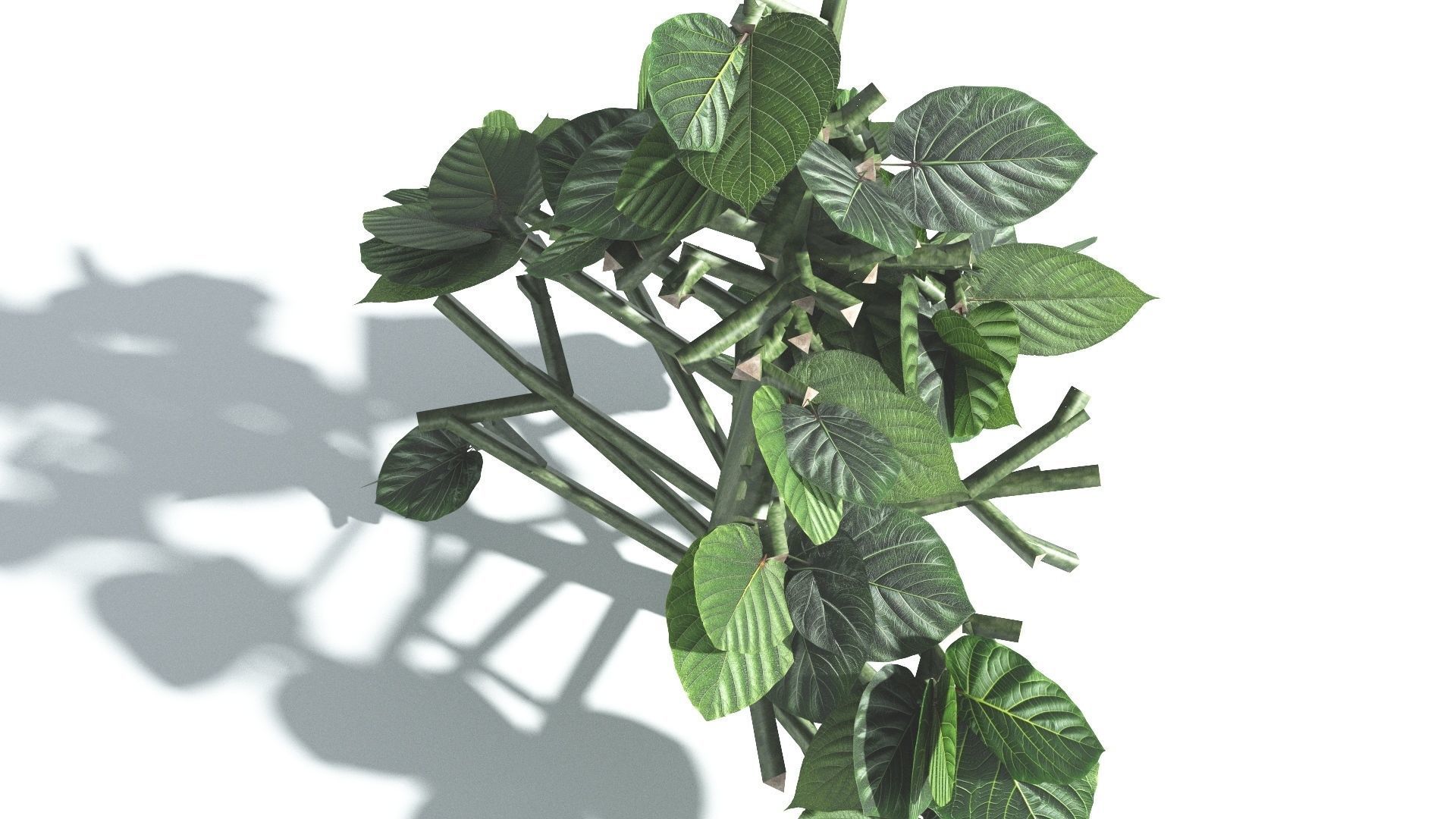 EVERYPlant Portia Tree 3 --14 Models-- 3D model_28