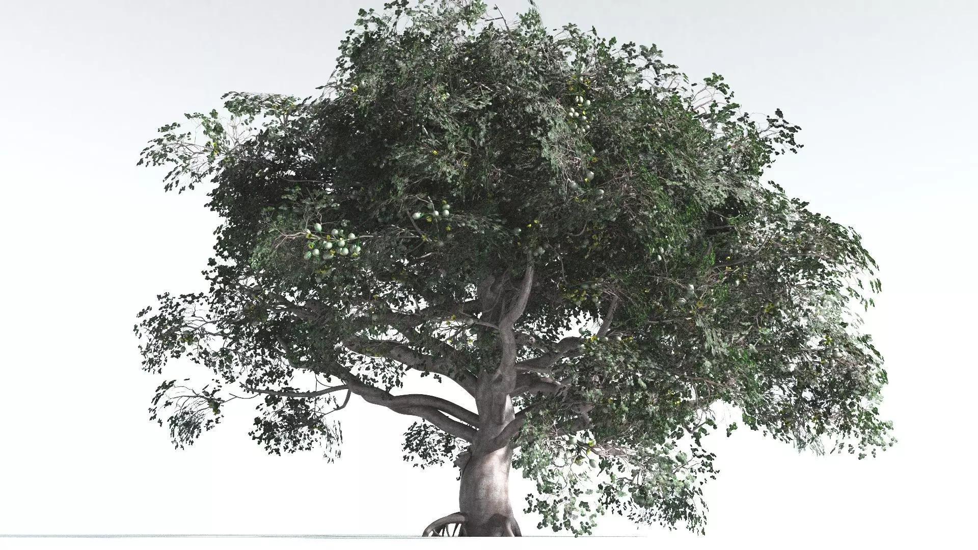 EVERYPlant Portia Tree 3 --14 Models-- 3D model_0