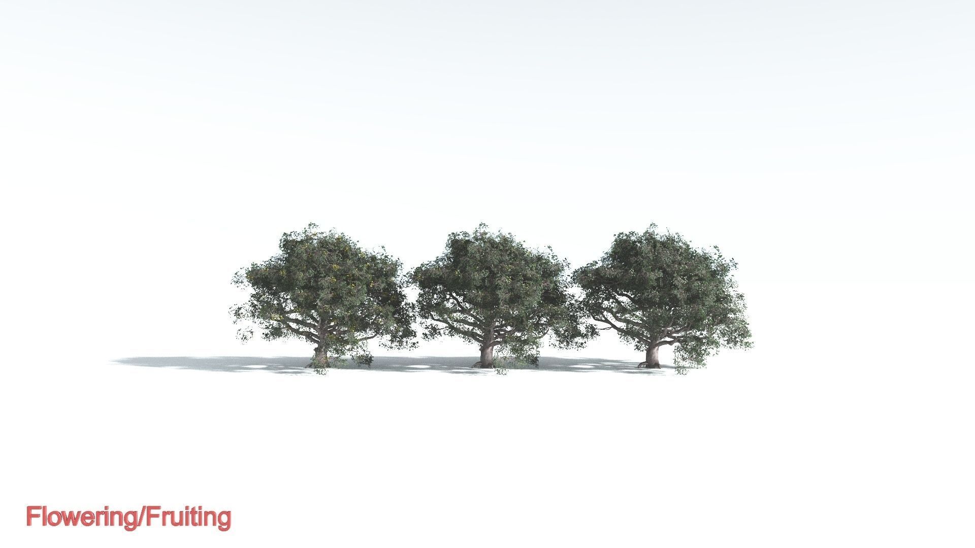 EVERYPlant Portia Tree 3 --14 Models-- 3D model_1