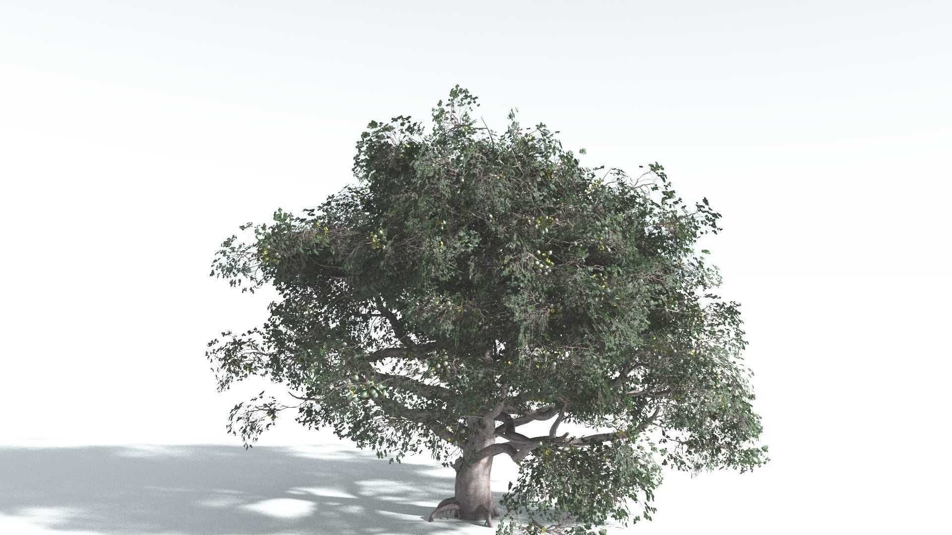 EVERYPlant Portia Tree 3 --14 Models-- 3D model_5