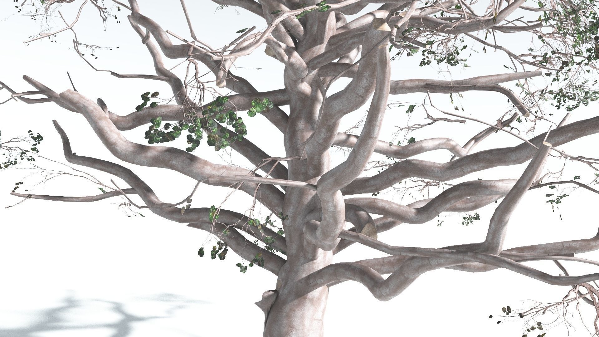 EVERYPlant Portia Tree 3 --14 Models-- 3D model_16