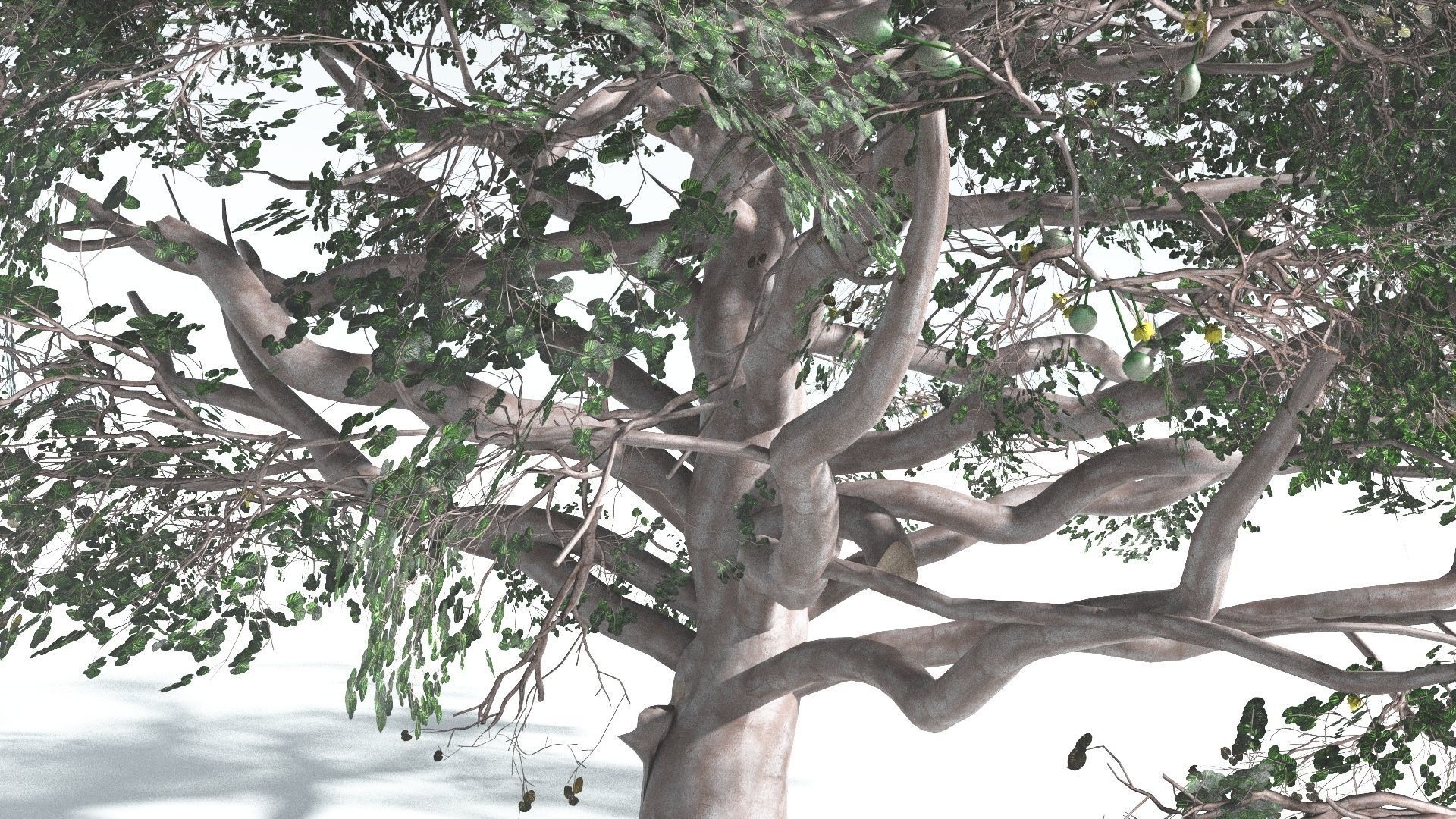EVERYPlant Portia Tree 3 --14 Models-- 3D model_14