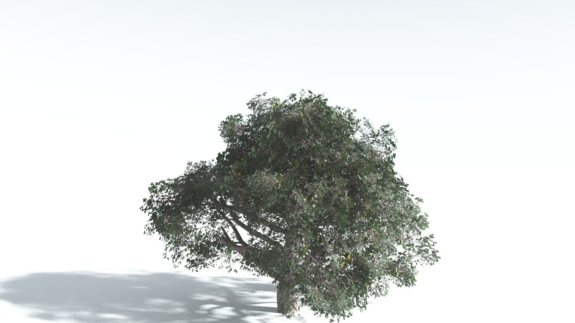 EVERYPlant Portia Tree 3 --14 Models-- 3D model_23